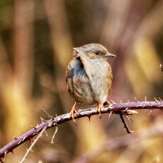 Dunnock, Grimsbury Reservoir