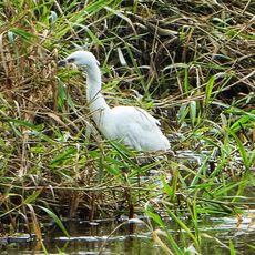 Egret at Alfriston, East Sussex