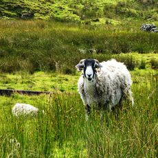 Ewe on the Moors Near The Tan Hill Inn