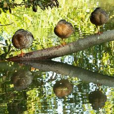 Left Leg Up & Eyes Left! 3 resting ducks at Farnborough