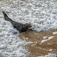 Farnboropugh Seal Snapseed edit 2