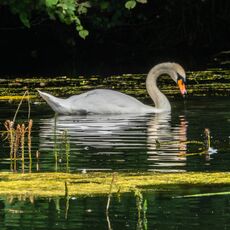 A Young Swan on Sourlands Pool