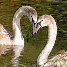Two Young Swans on Sourlands Pool