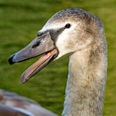 Swan at Sourlands Pool