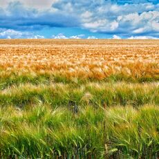 Field Between Bodicote and Adderbury