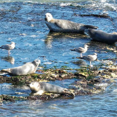 Flamborough Head Seals