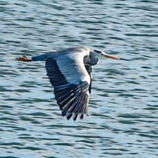 A Heron In Flight, Grimsbury Reservgoir