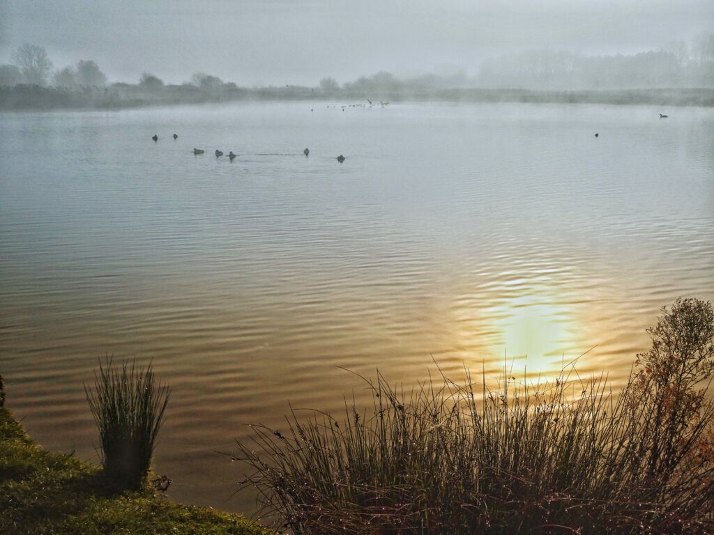 Fog on the Lake