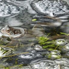 Frog, Spiceball Park