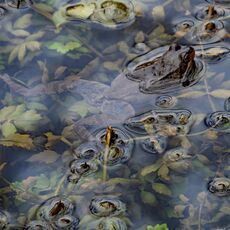 Frog, Spiceball Park