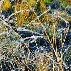 Frosted Grass