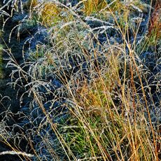 Frosted Grass
