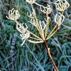 Frosted Vegetation