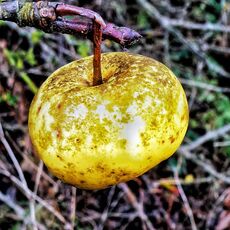 Fruits of the Forest