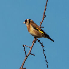 Goldfinch, Banbury Country Park
