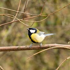 Great Tit, Spiceball Park