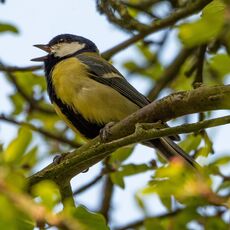 Great Tit, Banbury Cemetary