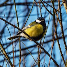 Great Tit, Grimsbury Reservoir