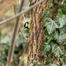 Cheeky Great Tit, Spiceball Park