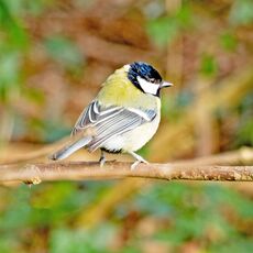 Great Tit, Spiceball Park