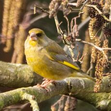 Greenfinch, Grimsbury Reservoir