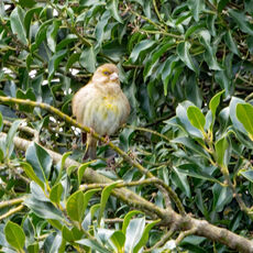 Greenfinch, Grimsbury Reservoir