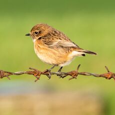 Stonechat, Grimsbury Reservoir