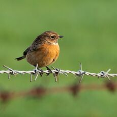 Stonechat, Grimsbury Reservoir
