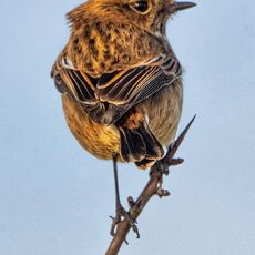 Stonechat, Grimsbury Reservoir