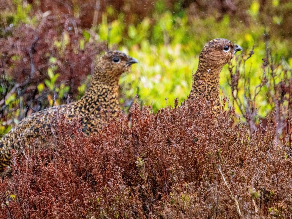 Grouse near Reeth