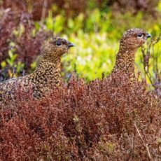 Grouse near Reeth