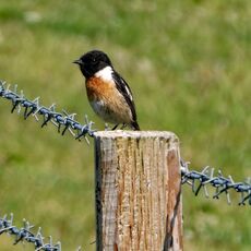 Stonechat, Dinas Island