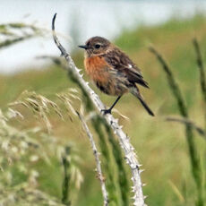 Stonechat, Mwnt