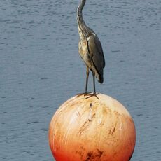 Heron, Grimsbury Reservoir