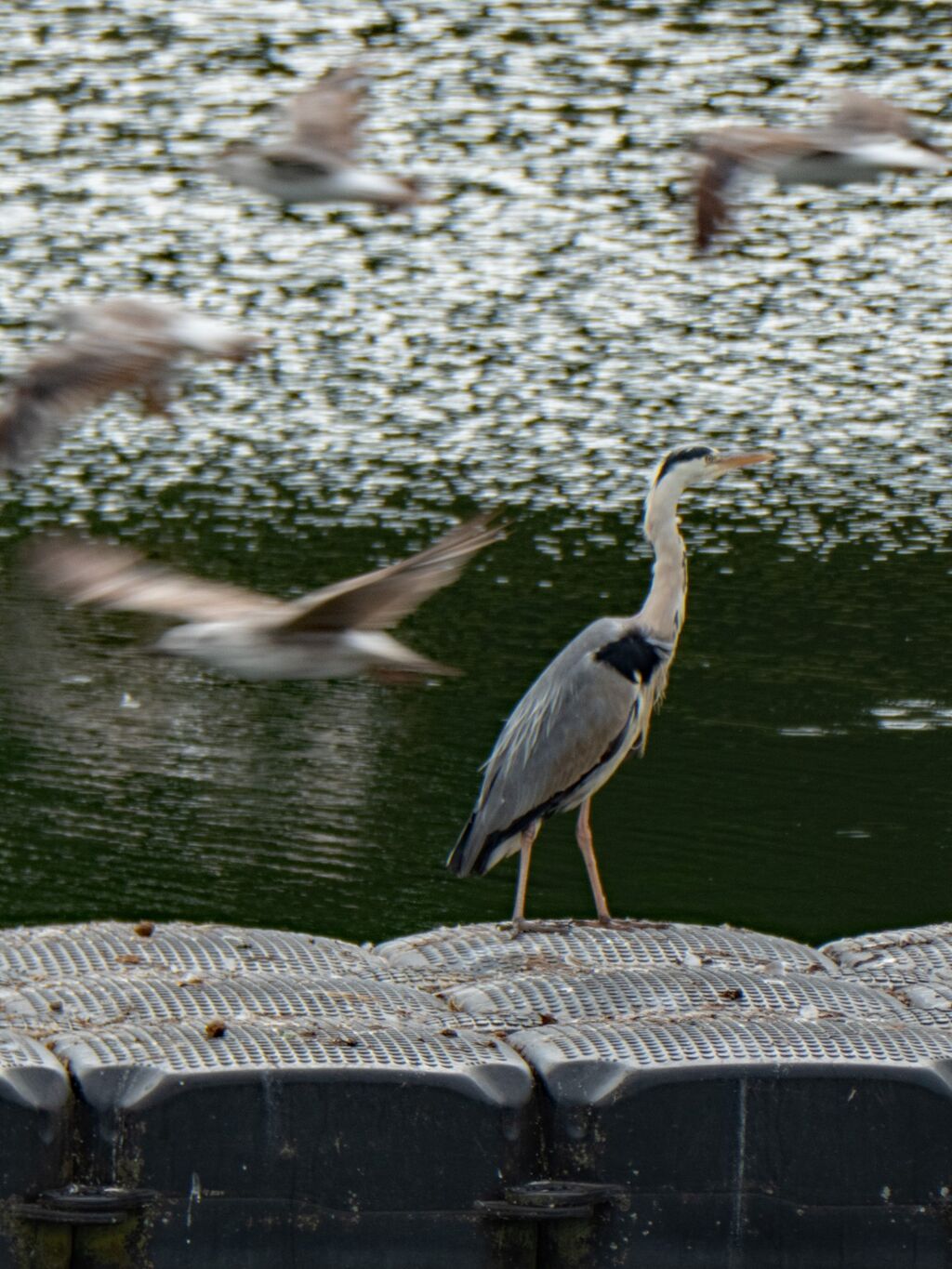 Heron Stands His Ground, Seagulls Take Flight