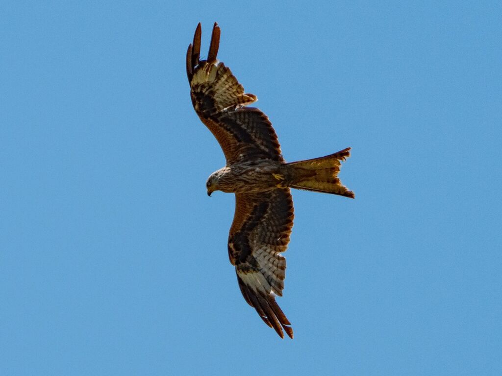 Hook Norton Red Kite 1