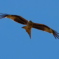 Hook Norton Red Kite 2