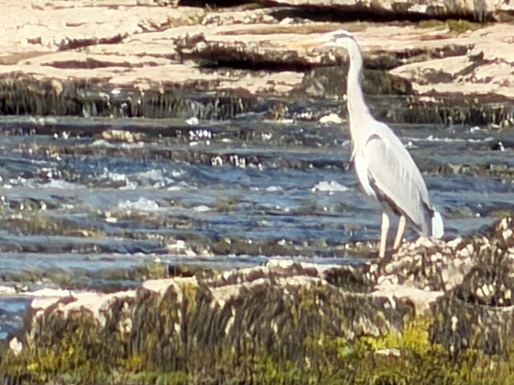Heron on the River Ure, Aysgarth