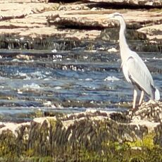 Heron on the River Ure, Aysgarth
