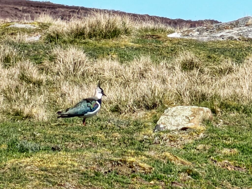 Lapwing