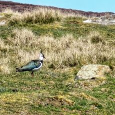 Lapwing
