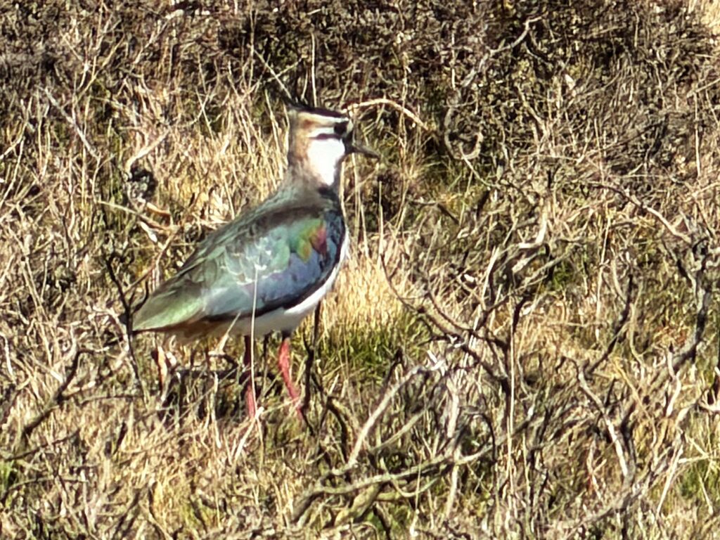 Lapwing