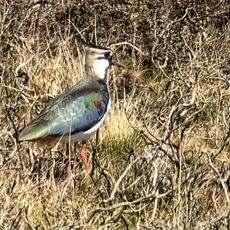 Lapwing