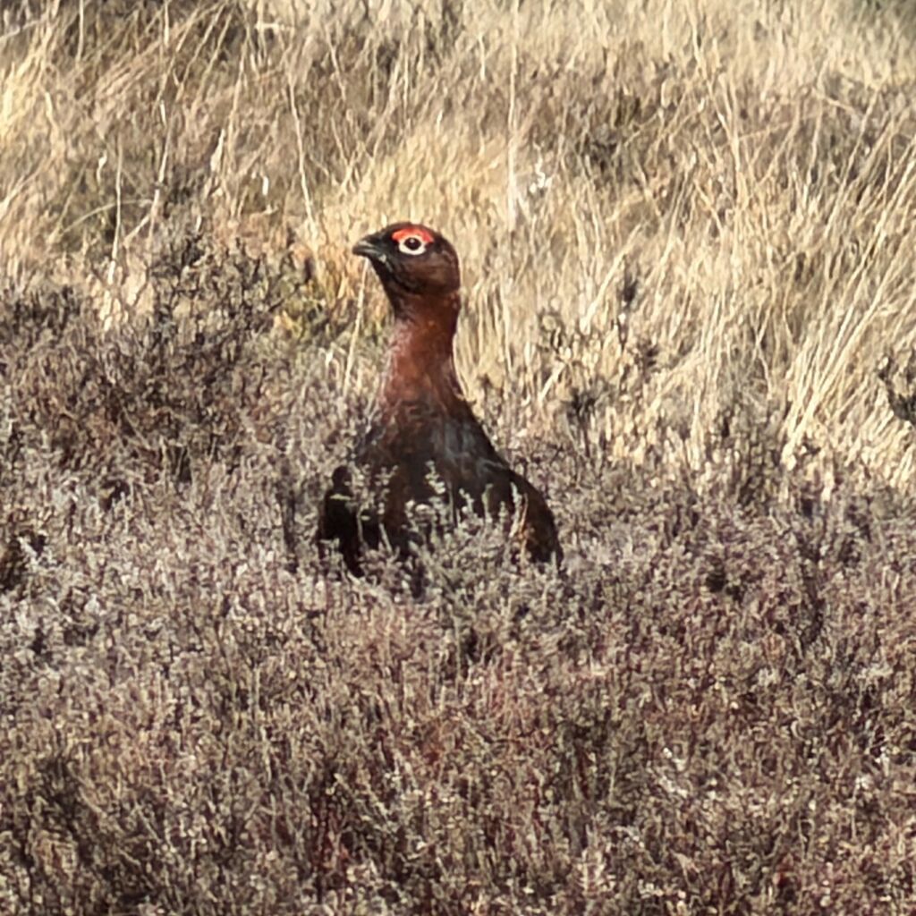 Grouse
