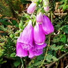 Foxgloves on Dinas Island