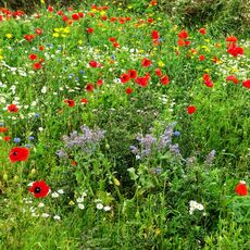 Wild Flowers near Mwnt