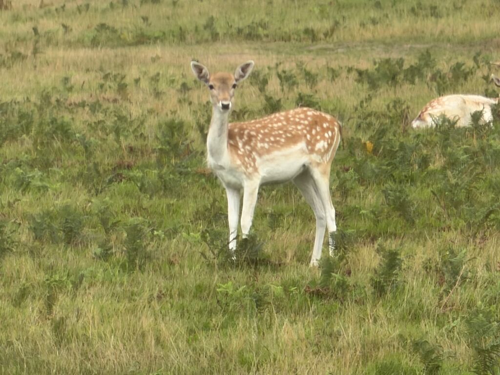 Bradgate Park Deer
