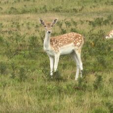 Bradgate Park Deer