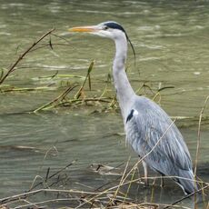 Heron, River Cherwell