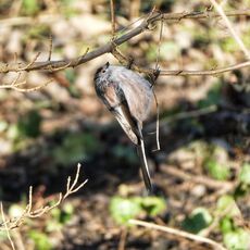 Long Tailed Tit, Spiceball Park